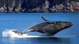 Mujer aplastada entre dos ballenas jorobadas mientras hacía clavados en Australia