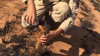 Incendios en el Amazonas: así es cómo los animales sufren las consecuencias de la catástrofe