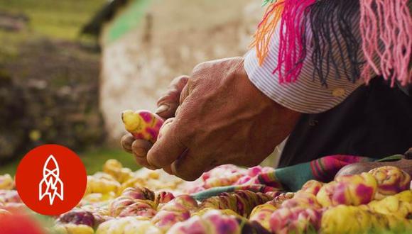 La familia de Julio Hancco Mamani vive en Pampa Corral desde hace varias generaciones. Gracias al micro clima de la tierra, han sido capaces de cultivar grandes cantidades de papa. (Foto: YouTube)