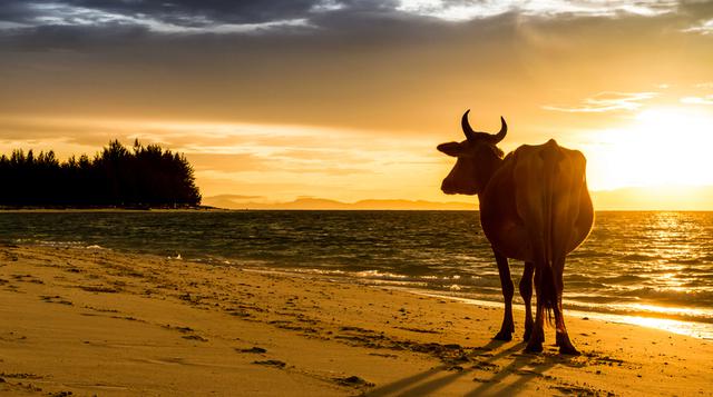 Paraíso vacuno: las vacas se adueñan de las playas en Goa - 1