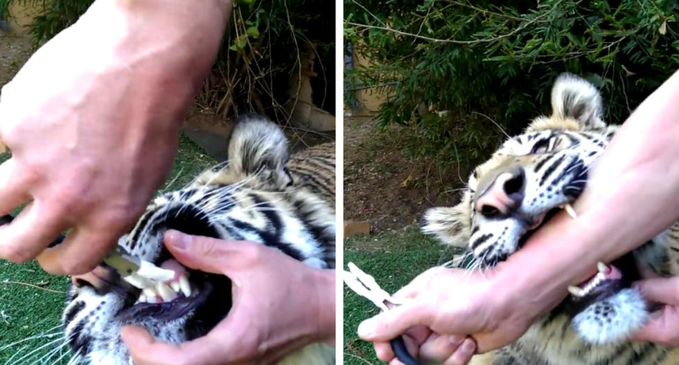Un tigre al que le dolía un diente fue atendido en un dos por tres por el "dentista más valiente del mundo". (Foto: theCHIVE en Facebook)