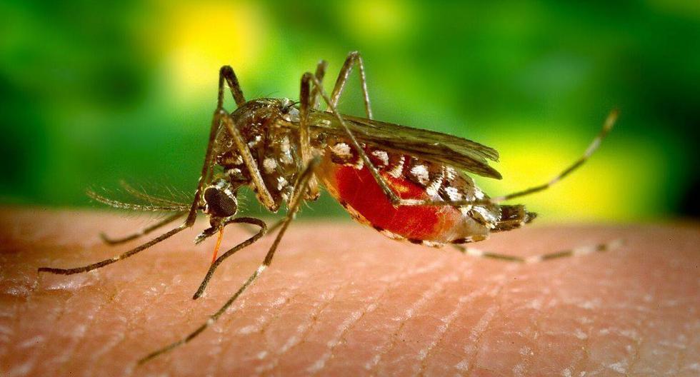 Los estudios previos se centraban en los insectos que se alimentan de sangre, como los mosquitos. (Foto: Referencial - Pixabay)