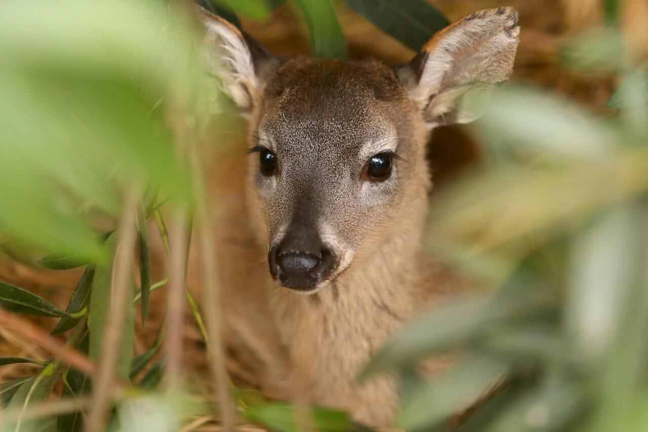 Retratos familiares en el Parque de las Leyendas y animales disfrutando de la llegada de la primavera (Foto: Alessandro Currarino).