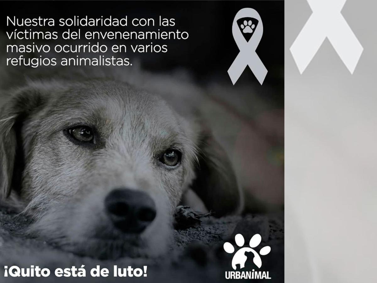 condena envenenamiento en refugios de que dejó 20 perros muertos | MUNDO | EL COMERCIO PERÚ
