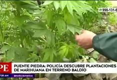 Policía halla plantación de marihuana en terreno abandonado