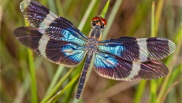 Más de 1500 especies de mariposas se han encontrado en el Parque Nacional Madidi. Foto: Milieniusz Spanowicz / WCS.