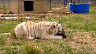 YouTube: tigres celebran sus cumpleaños con torta