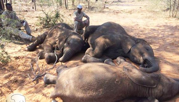 Facebook: Denuncia la cruel matanza de casi 100 elefantes en Botswana. (Foto: Facebook)