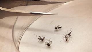 Puerto Rico declara epidemia de chikunguña