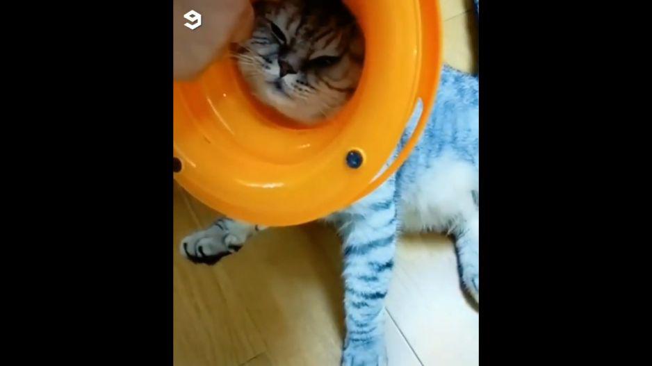 Un gatito quedó con la cabeza atrapada en un juguete. El video del hecho se hizo viral en Instagram. (Captura)