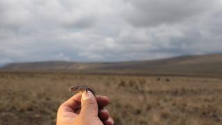 La biodiversidad cae debajo del umbral aconsejable en el mundo