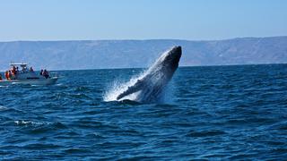 En busca del norte: las ballenas jorobadas llegan al Perú