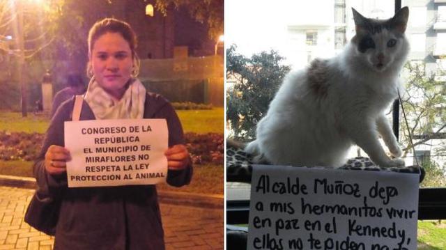 Activistas advierten que los gatos de Miraflores corren peligro - 1