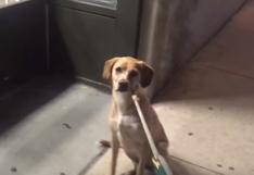 YouTube: perro encuentra tienda para mascotas cerrada y se molesta