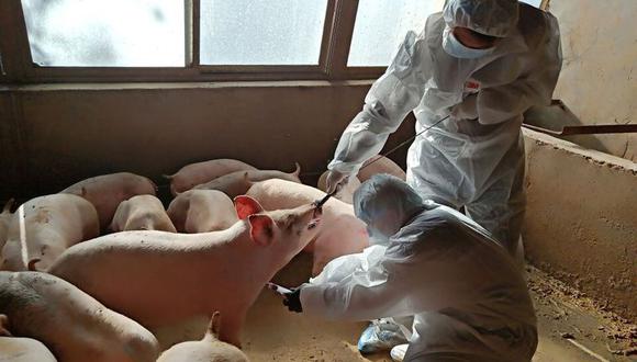 Trabajadores locales recogen una muestra de sangre de un cerdo una granja en Zhangye, provincia de Gansu, China. (Foto: REUTERS/Stringer Acquire Licensing Rights / Archivo)