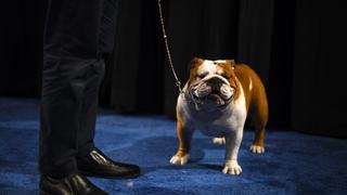 WUF: ‘Thor’, el bulldog de dueño peruano que ganó el premio mayor en el National Dog Show de EEUU