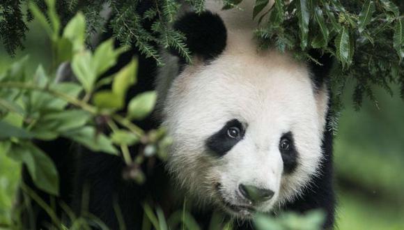 China: muere cuarto oso panda gigante de moquillo