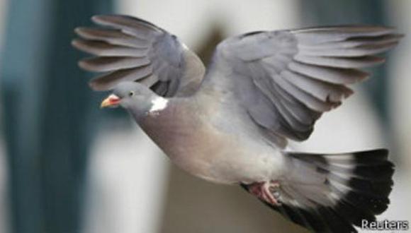 Las palomas est&aacute;n entre los p&aacute;jaros m&aacute;s adaptados a las ciudades. (BBC Mundo)