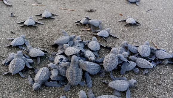 Mata Oscura es la playa con la temporada de anidación de tortugas marinas más larga del Pacífico panameño. Allí anidan especies en peligro crítico de extinción como la Carey y Lora.
Foto: Fundación Agua y Tierra