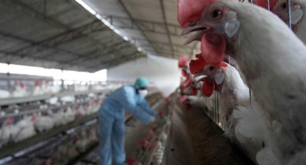 El Servicio Agrícola Ganadero (SAG) chileno anunció que implementará un nuevo y más moderno equipo de detección de la gripe aviar. (Foto: Getty Images)