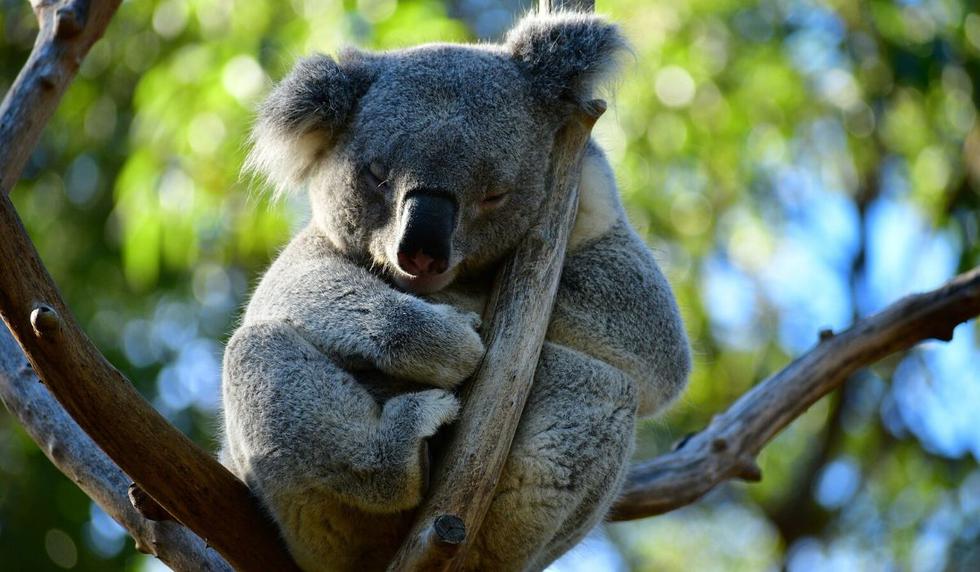 Los koalas han sido afectados severamente por las llamas. (Foto: Referencial - Pixabay)