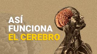 ¿Qué pasa con tu cerebro cuando duermes, reniegas y aprendes un nuevo idioma?