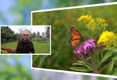 Mariposa Monarca: Especie considerada en peligro de extinción se salva gracias al programa de jardines en San Borja