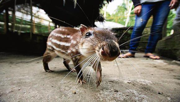 Tarapoto: animales silvestres y su duro camino de vuelta a casa