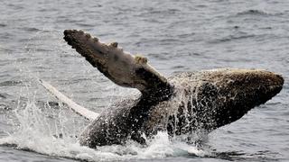 ¿Cómo las ballenas jorobadas se salvaron de la extinción?