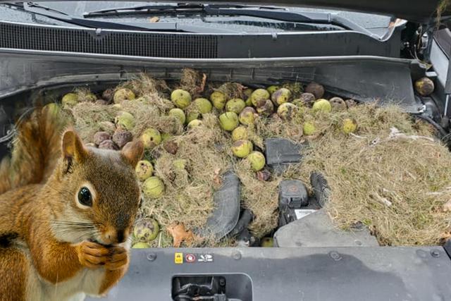 Una pareja de esposos descubrió que el desperfecto en su auto se debía a centenares de nueces almacenadas en su motor. (Foto: Chris Persic en Facebook)