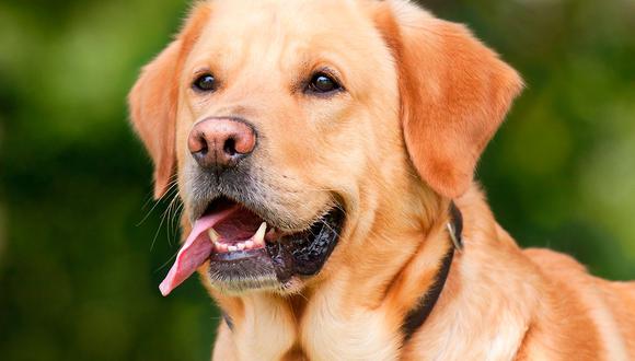 El 21 de julio se celebra el Día Mundial del Perro. Aprovecha esta fecha para engreír a tu mascota. (Foto: Pixabay)