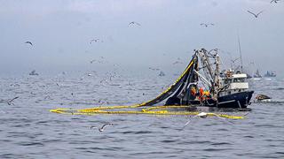 Produce: se ha capturado el 13.22% de la cuota asignada a la pesca de anchoveta en primera temporada