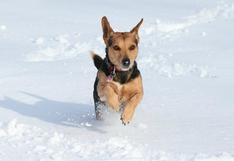 Un perro se vuelve viral por su emocionante reacción al jugar en la nieve por primera vez