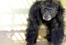 Frodo, el chimpancé que raptó a una niña, la mató y se la comió 