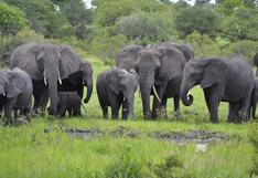 Botsuana amenaza con enviar 20.000 elefantes a Alemania        