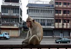 Puerto Rico: Escapan 30 monos infectados para investigaciones 