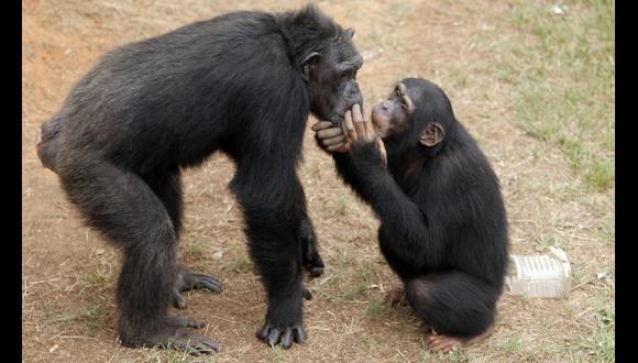Los chimpancés prefieren cooperar a competir
