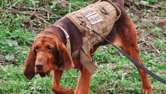 Max, el perro de la Marina de México que encontró al narco Rafael Caro Quintero para su detención.