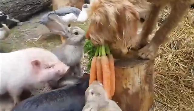 Quien también no se pierde el banquete es el cerdito bebé quien se esmera por comer zanahorias al mismo ritmo que sus amigos. (Foto: Facebook)