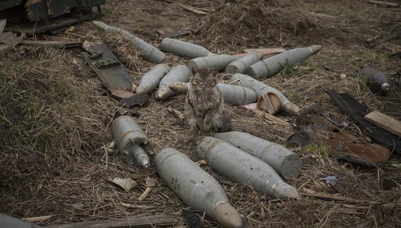 Un gato sentado entre municiones de alto calibre abandonadas por las fuerzas rusas o recuperadas de vehículos de combate destruidos, el miércoles 6 de abril de 2022, en Andriivka, Ucrania. (Foto AP/Vadim Ghirda).