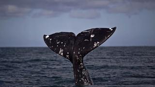 ¿Cómo aguantan las ballenas y focas tanto tiempo bajo el agua?