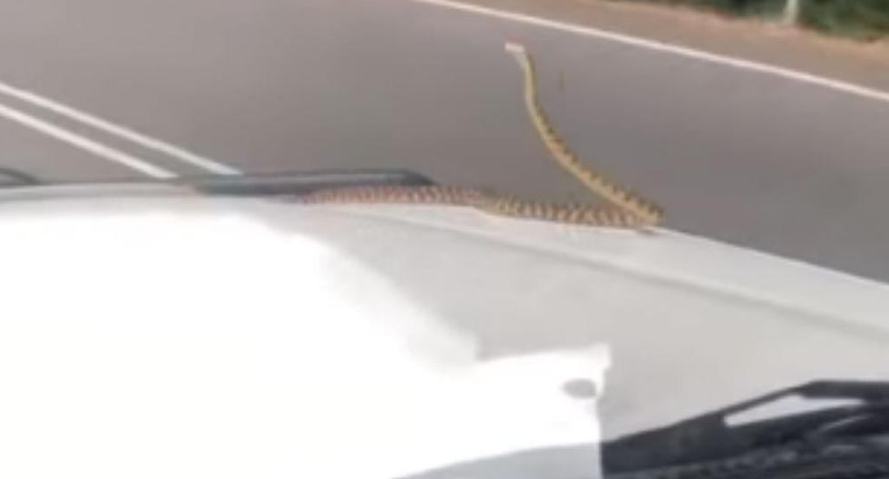 Familia fue sorprendida por una peligrosa serpiente cuando regresaban de un campamento familiar. (Foto: captura de YouTube)