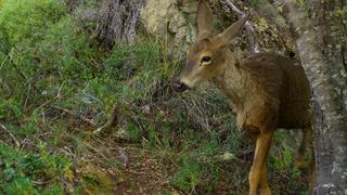 Detectan presencia de huemules, una especie en peligro de extinción, en el norte de la Patagonia de Chile