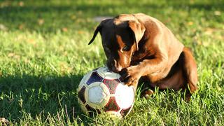 WUF: perro que se ‘prepara’ para ser ‘árbitro de fútbol’ se vuelve viral