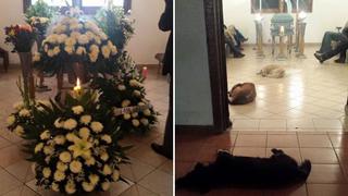Facebook: perros callejeros van a funeral de quien los cuidaba