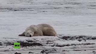Oso polar sorprende en una localidad rusa tras recorrer 700 kilómetros en busca de comida