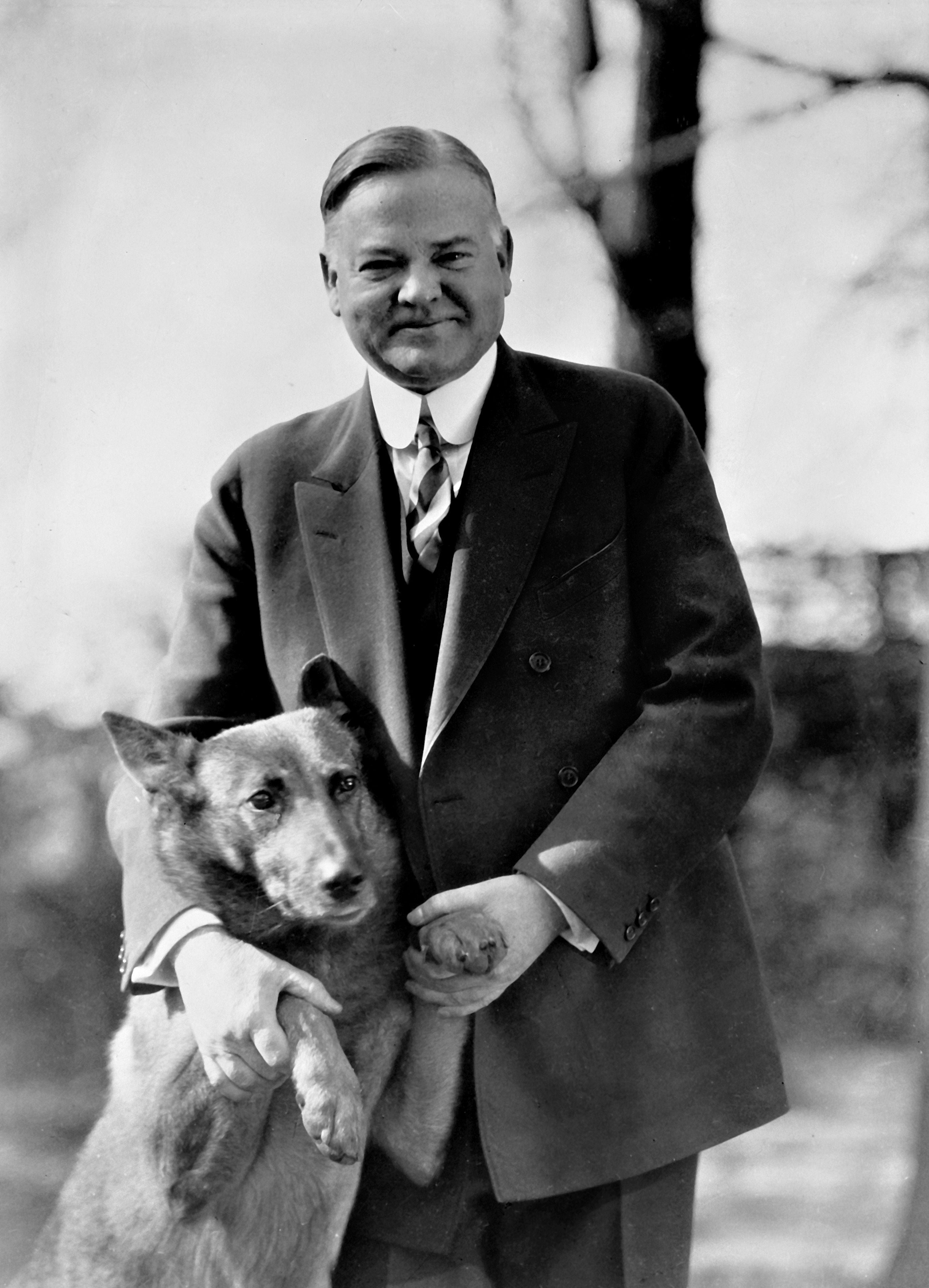 King Tut, a Belgian Malinois police dog, helped improve the unwarming image of US President Herbert Hoover.  (Photo: Library of the United States Congress)