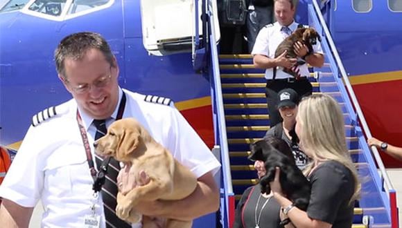 Los animales rescatados fueron llevados a California, donde ya se les busca familias adoptivas. (Facebook Southwest Airlines)