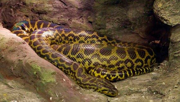 La anaconda luchó contra el pescador que en ningún momento demostró miedo.| Foto: Pixabay/Referencial