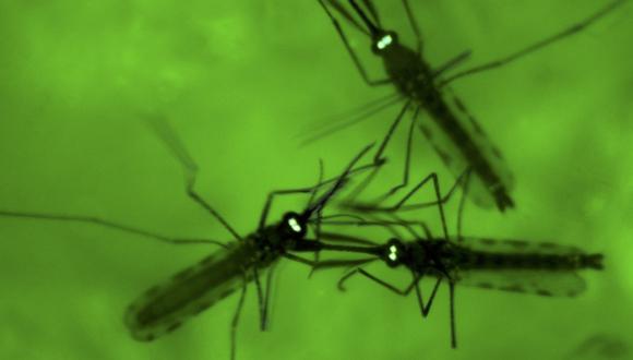 Parásito de la malaria podría ser atractivo para mosquitos